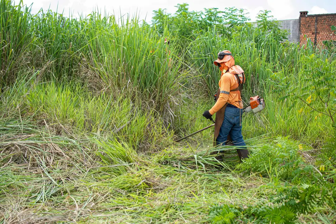 Clearing tall overgrown brush with a brush cutter