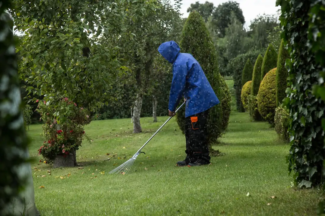 Raking dead grass out of a lawn