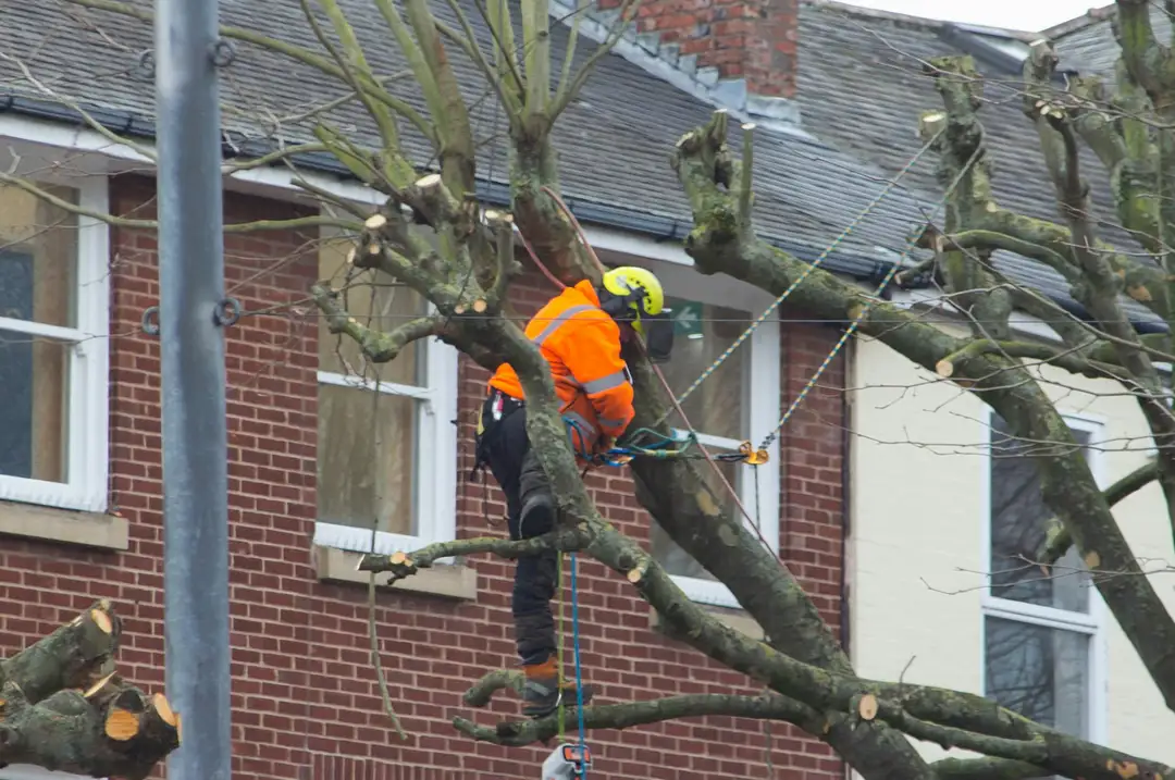 Trimming tree limbs next to a house